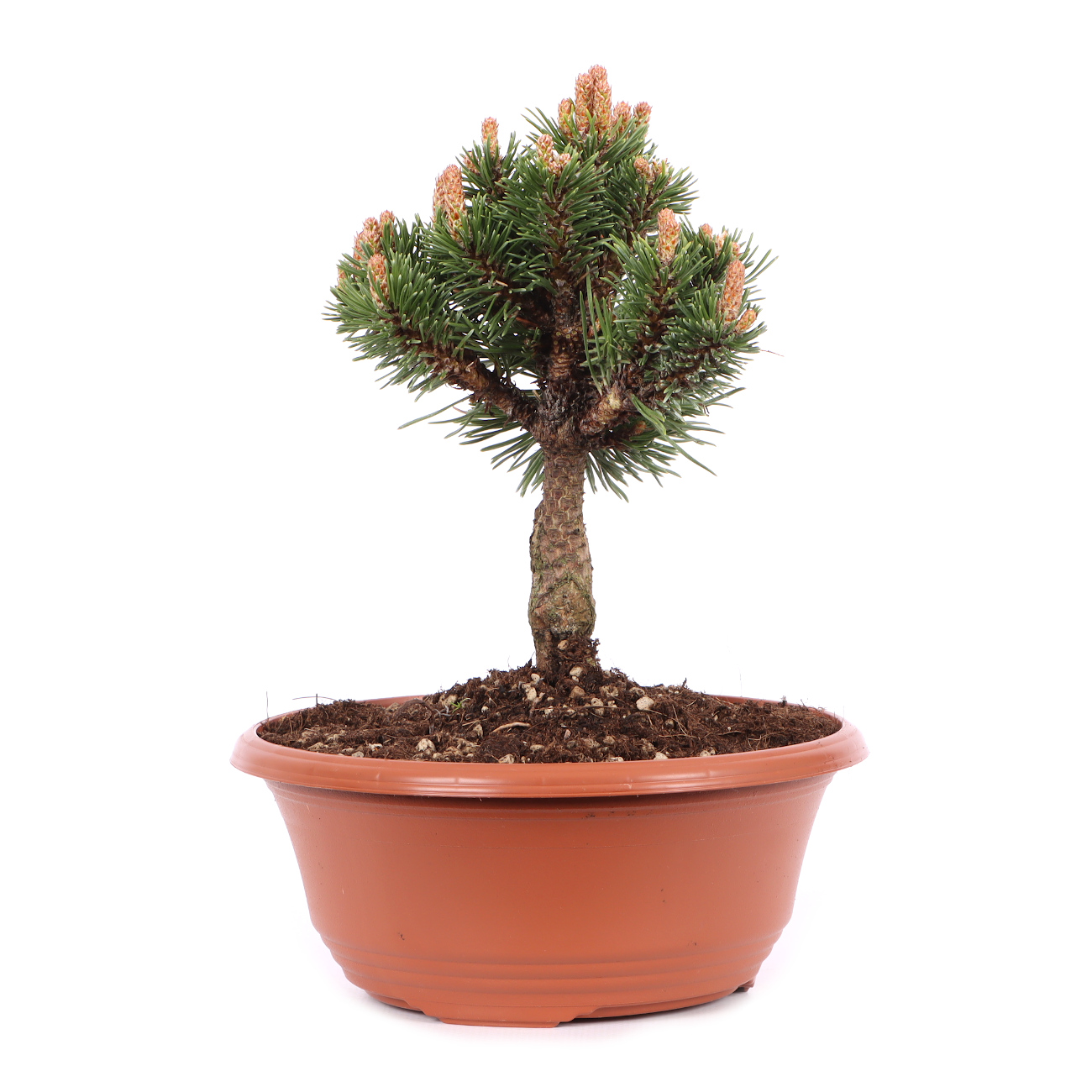 Pinus mugo 'Sherwood Compact'