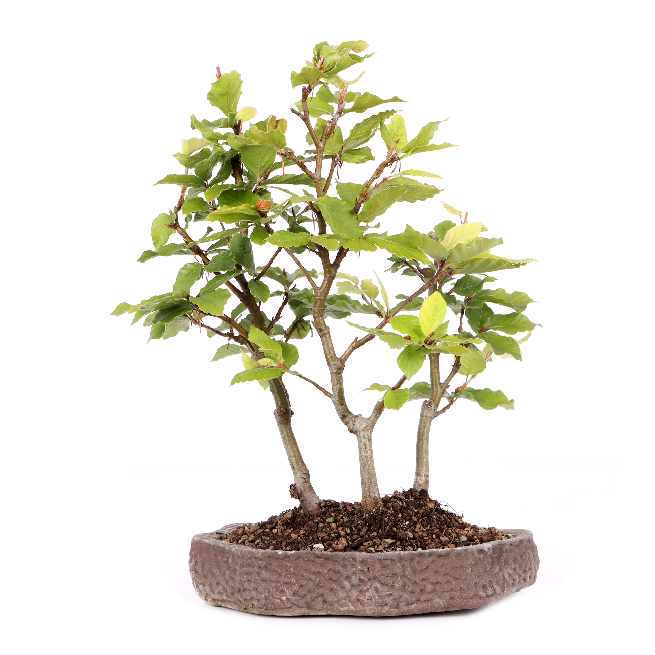 Fagus sylvatica