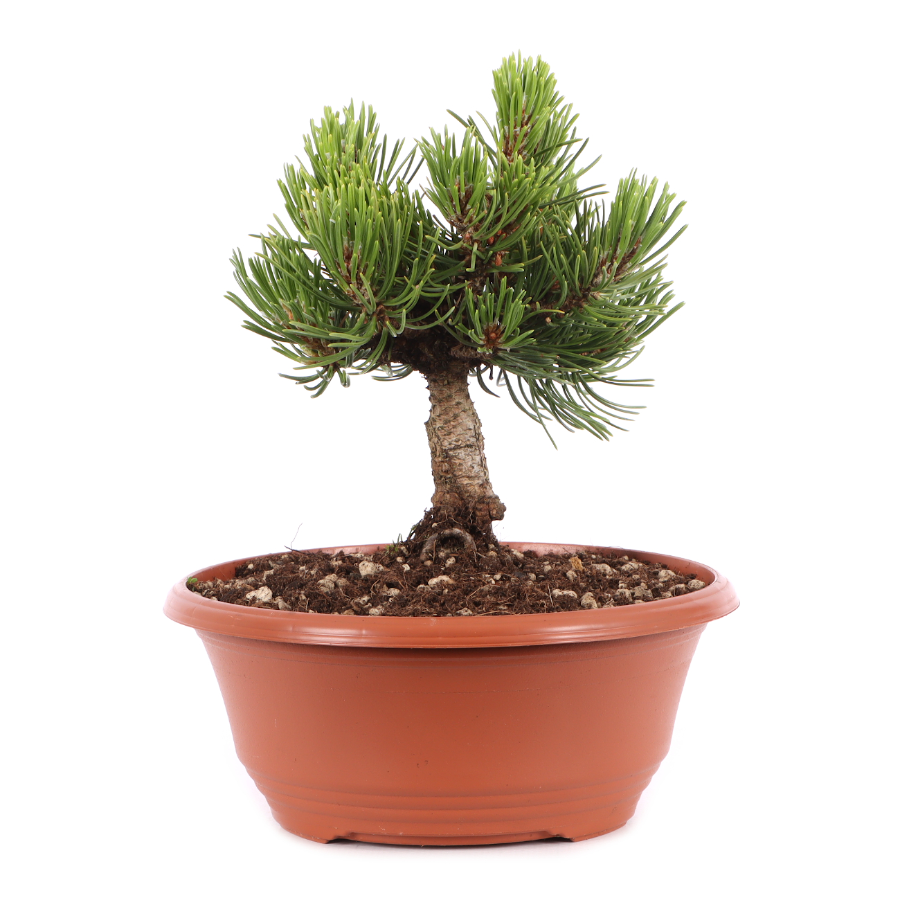 Pinus mugo 'Sherwood Compact'