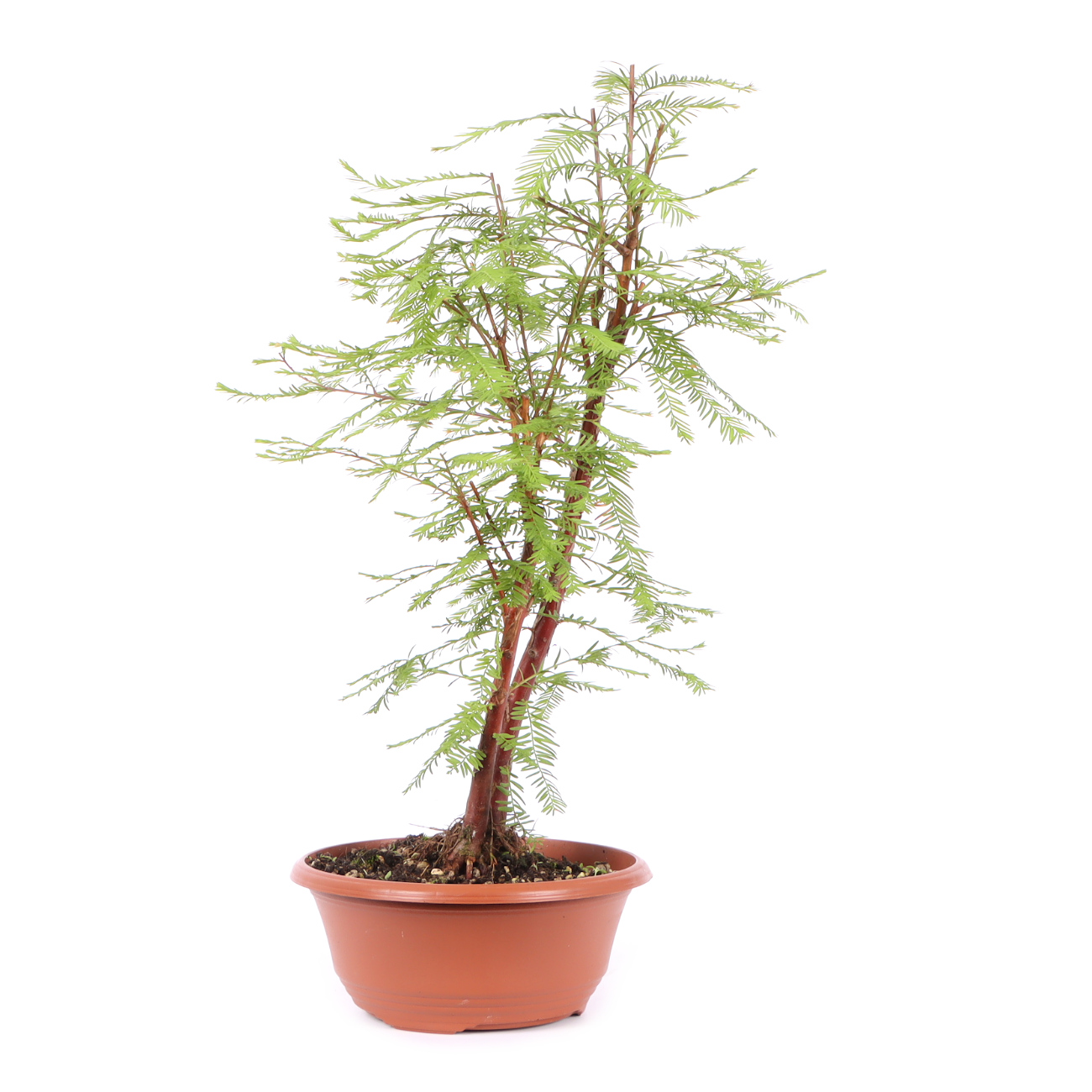 Seitenansicht rechts