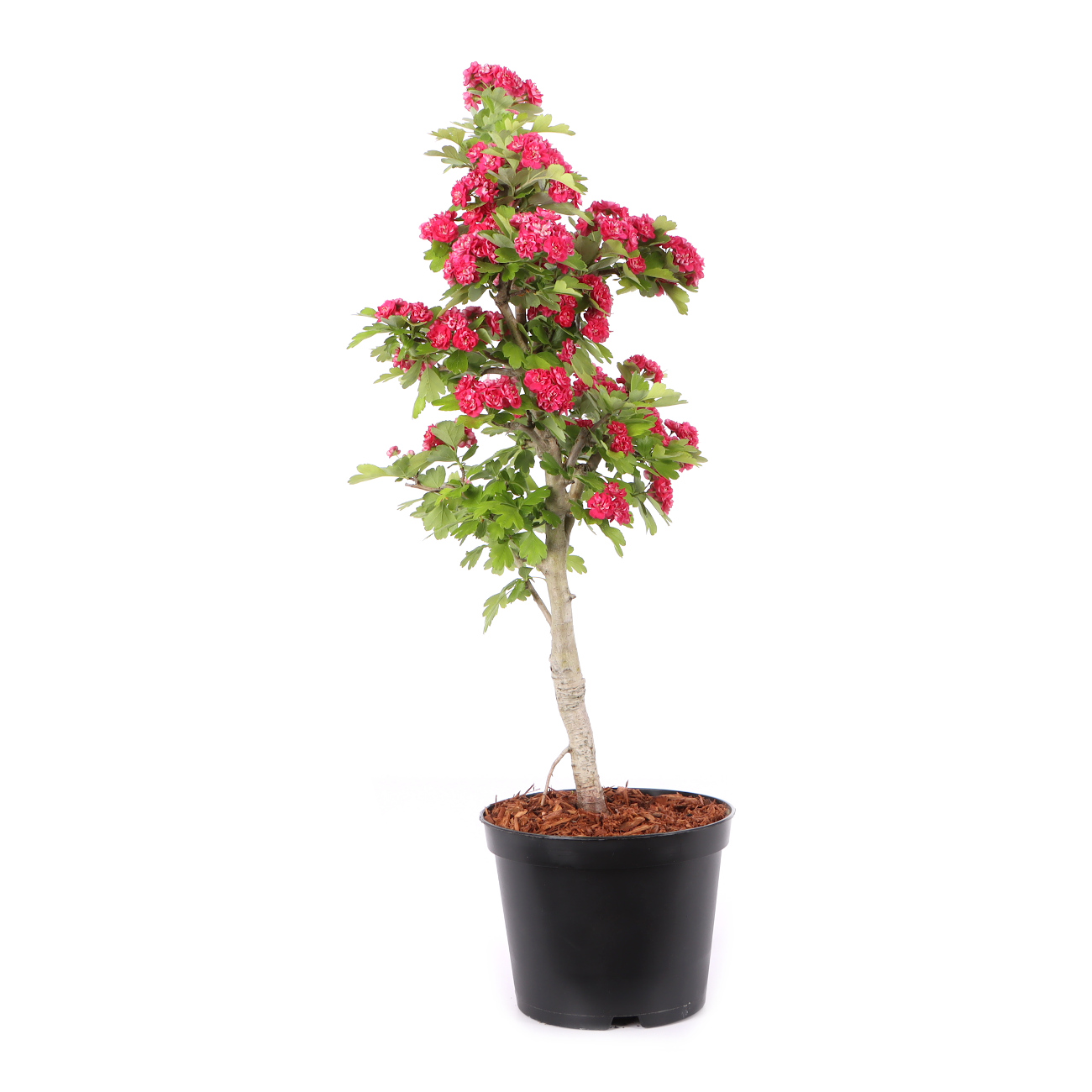 Crataegus laevigata 'Paul's Scarlet'