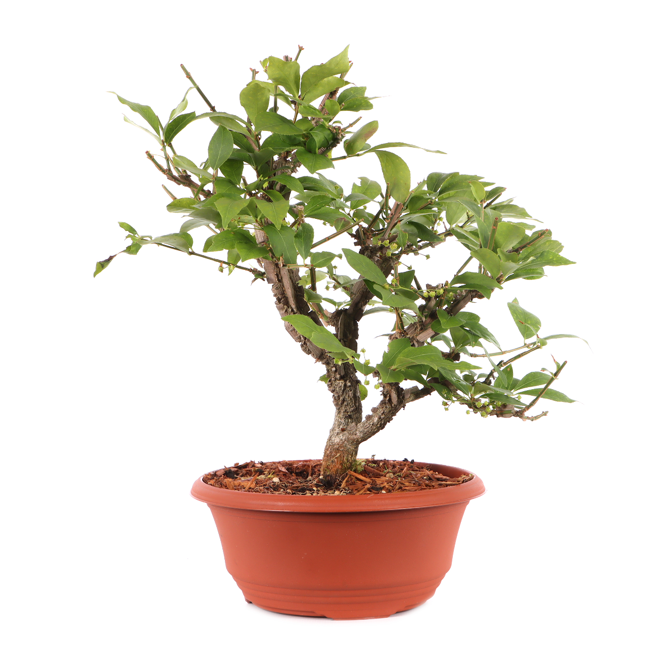 Euonymus alatus