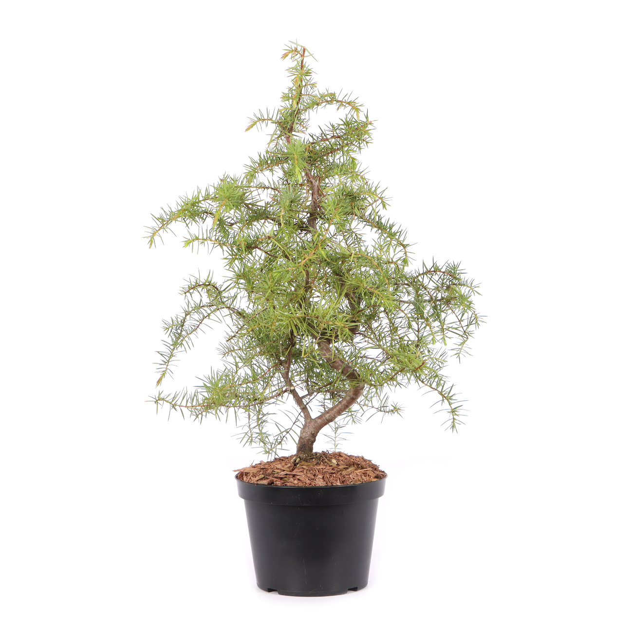 Juniperus communis