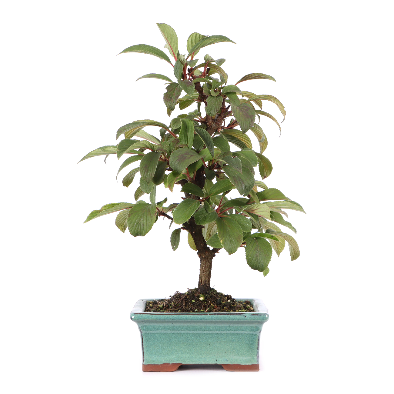 Viburnum x bodnantense 'Dawn'