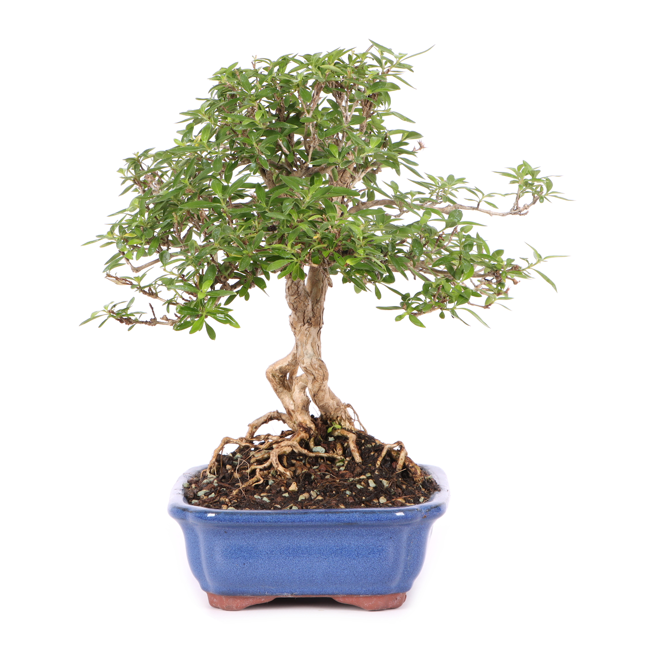 Serissa foetida