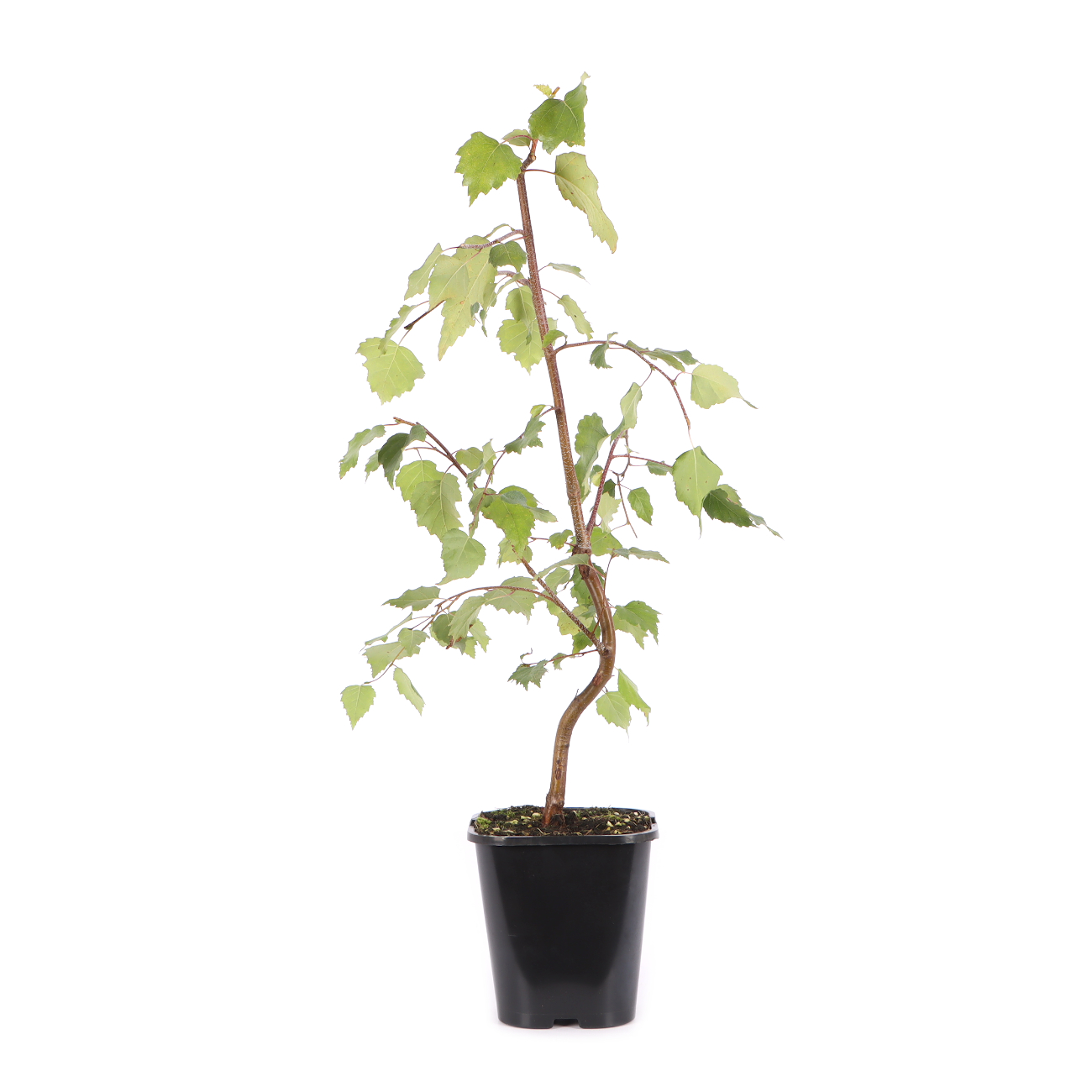Betula pendula 'Youngii'