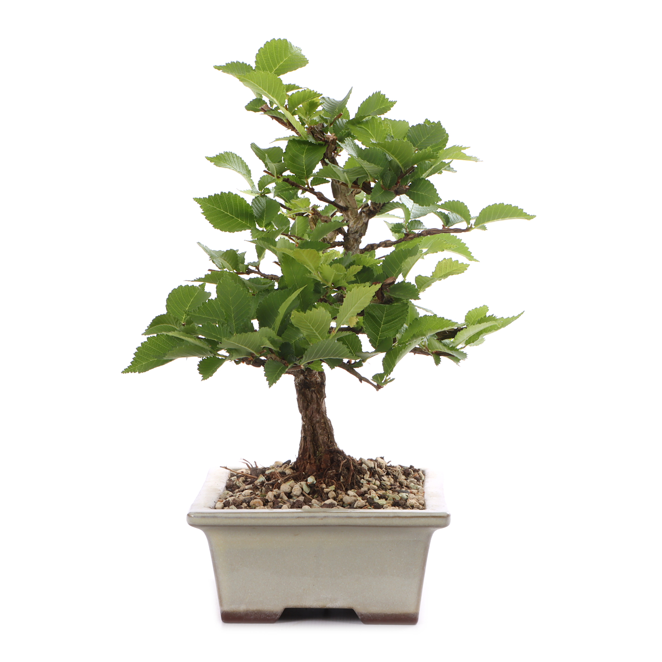 Ulmus minor var.