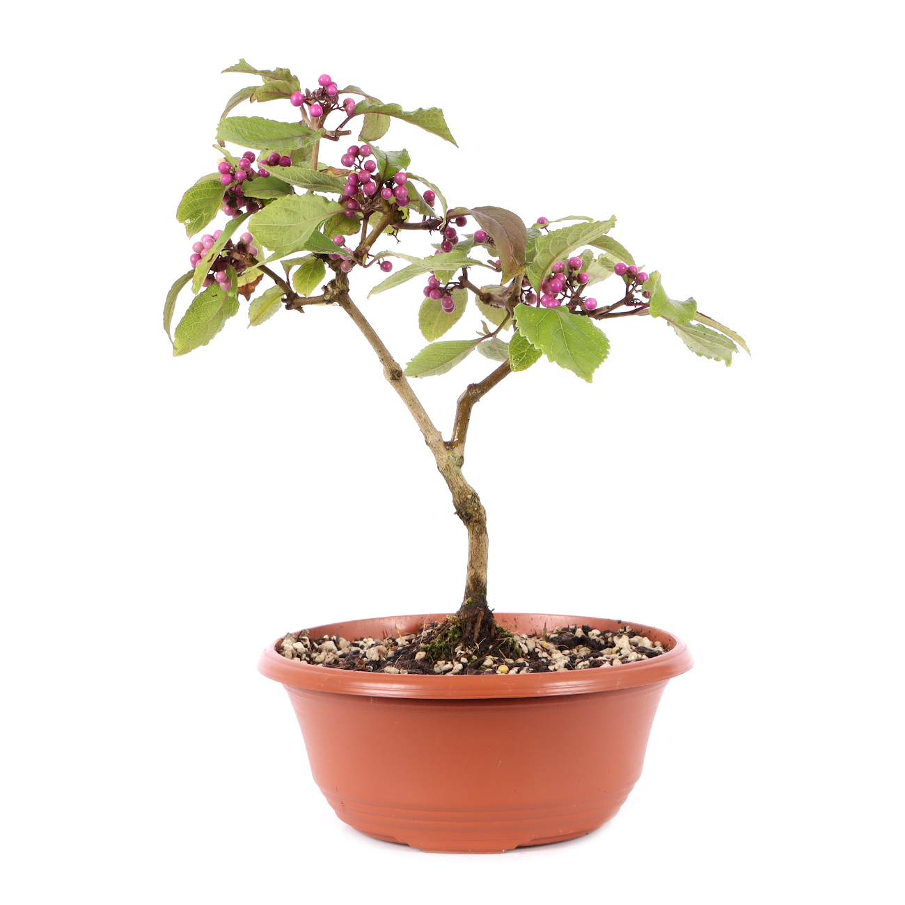 Callicarpa bodinieri 'Profusion'