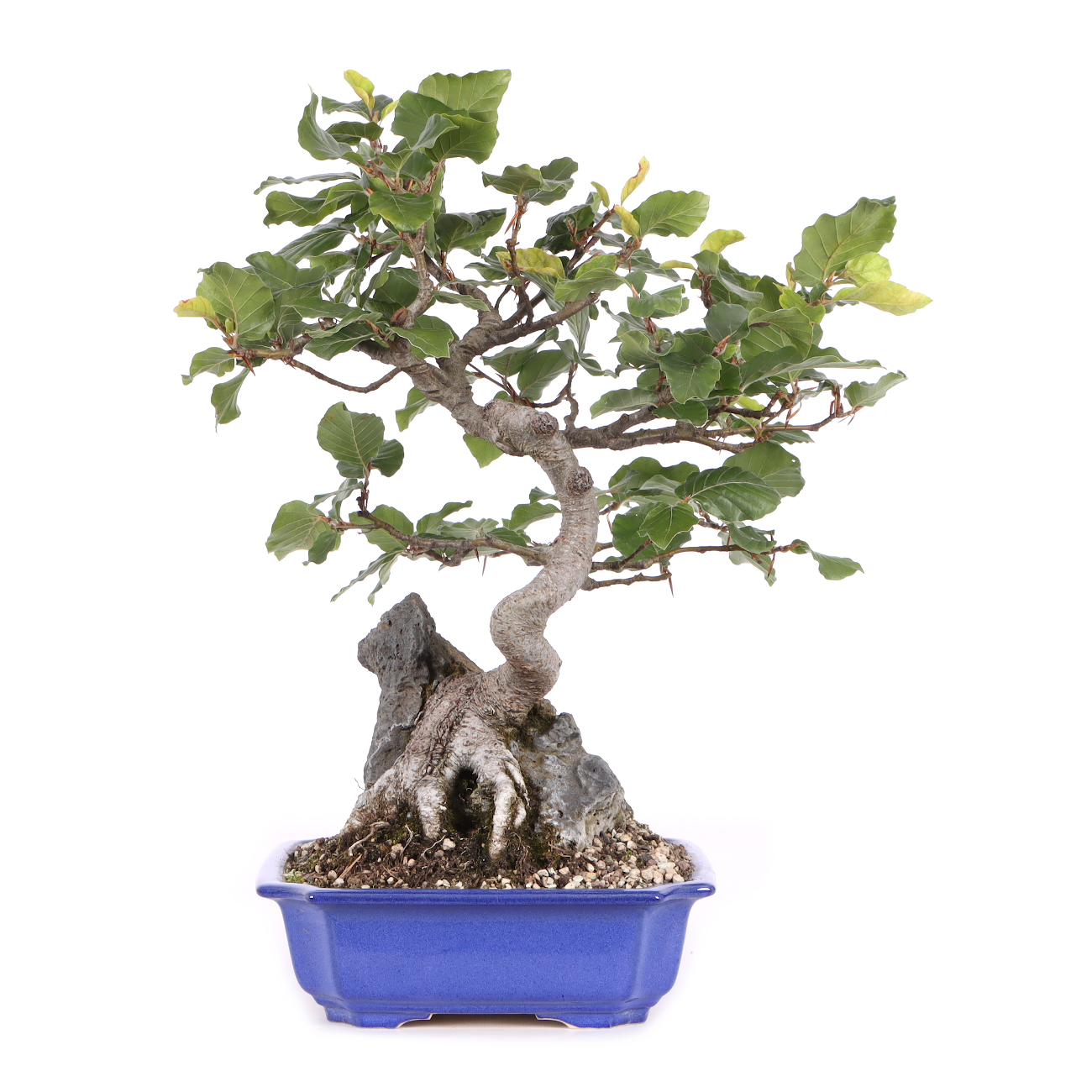 Fagus sylvatica