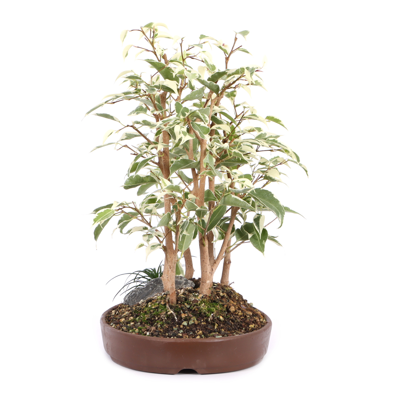 Seitenansicht rechts