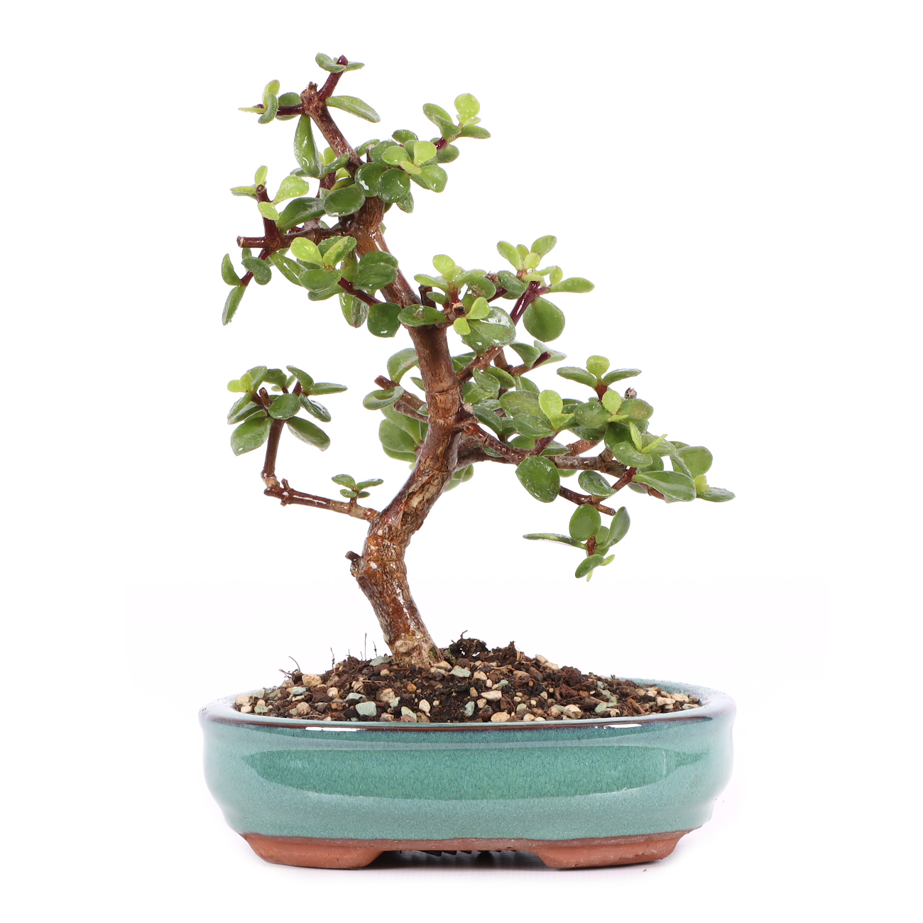 Portulacaria afra