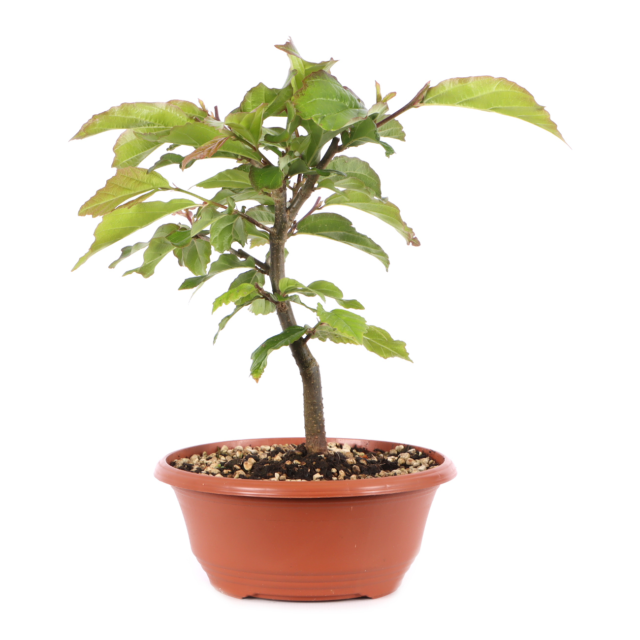 Parrotia persica 'Bella'