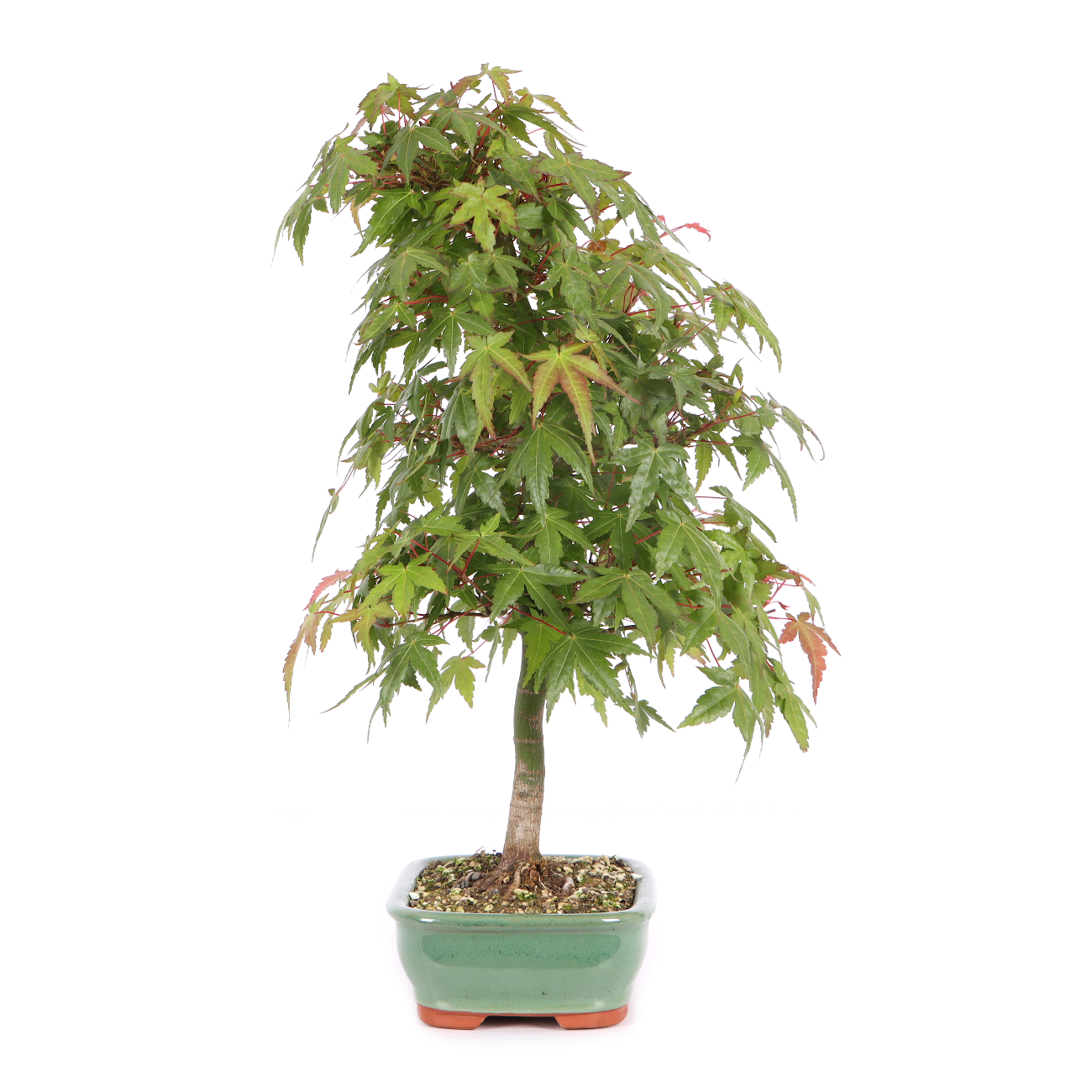 Acer palmatum