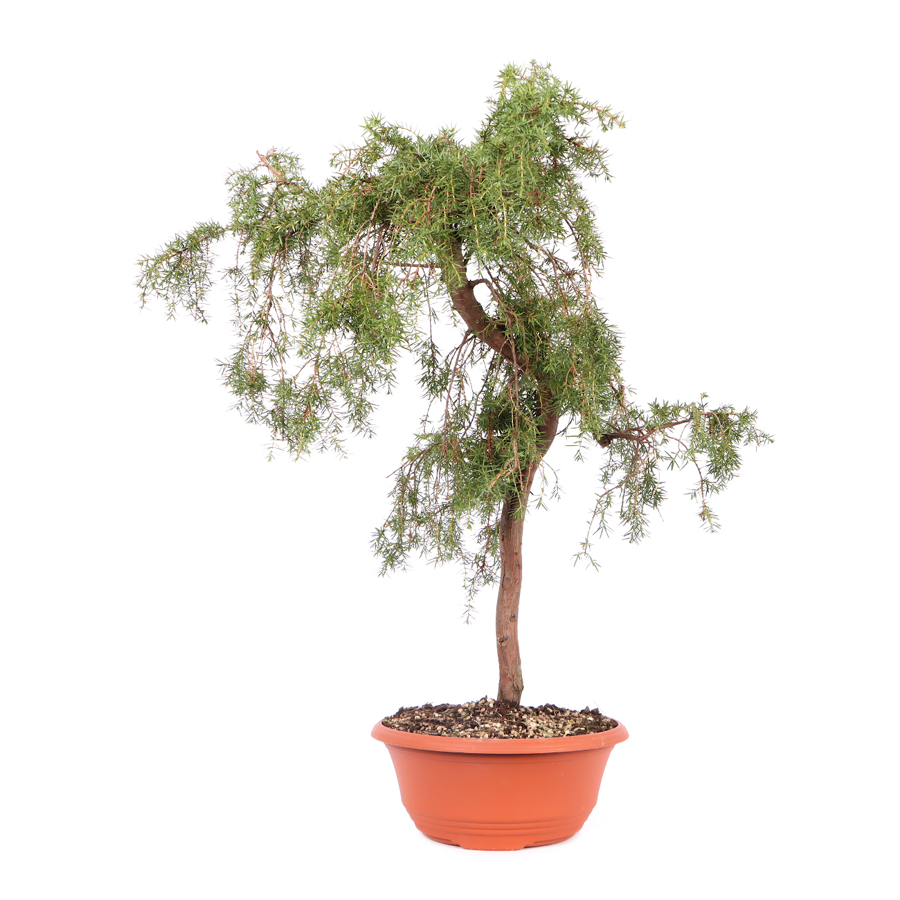 Seitenansicht rechts