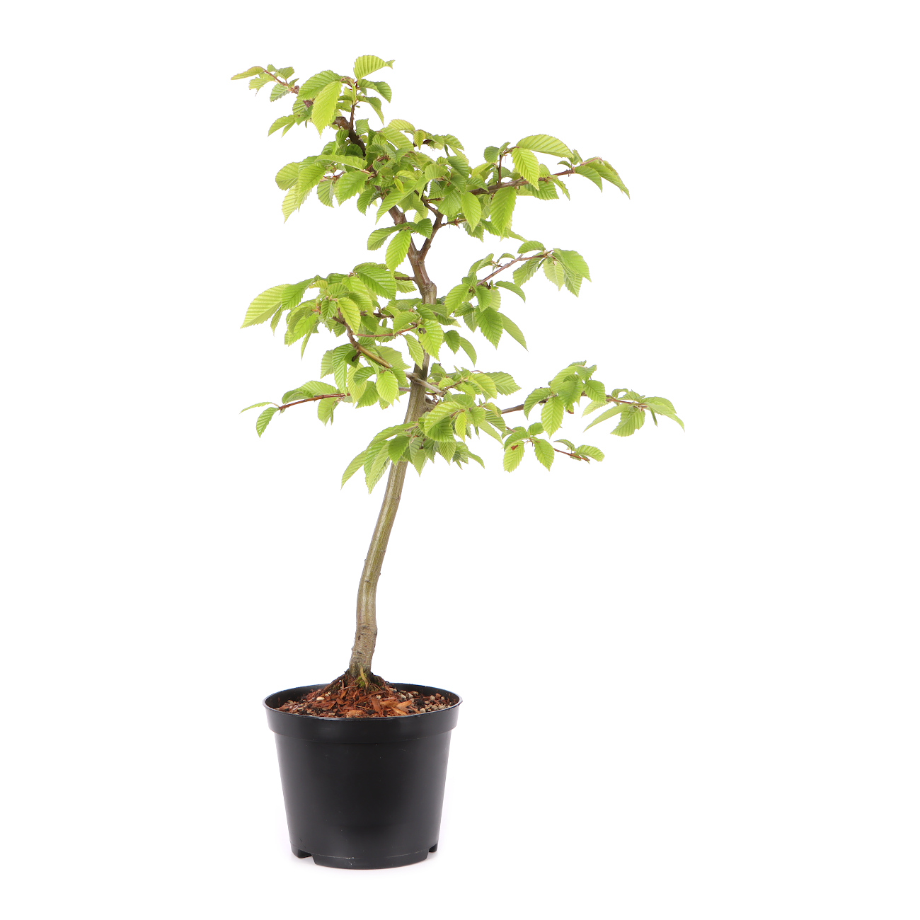 Carpinus betulus