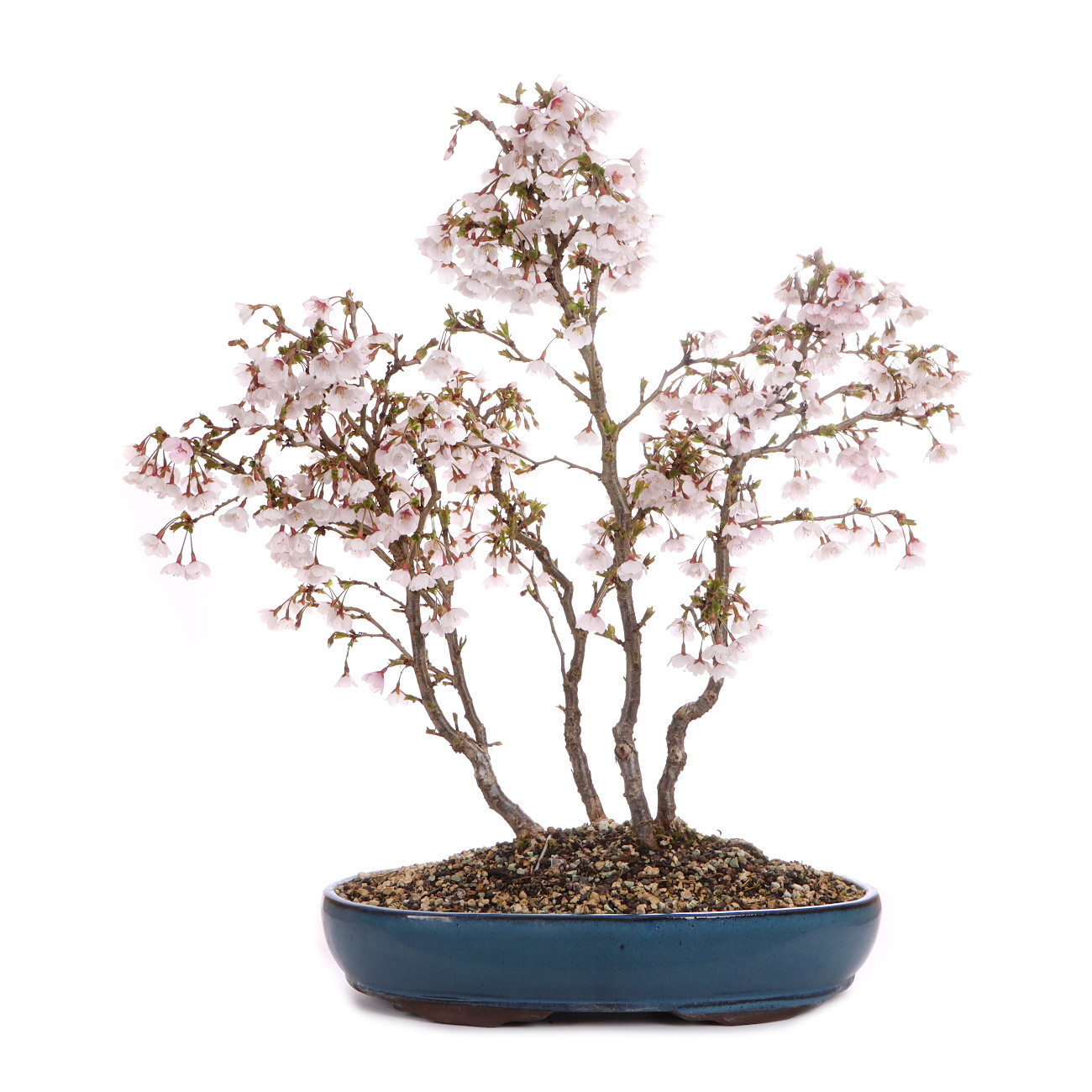 Prunus incisa 'Kojou-no-mai'