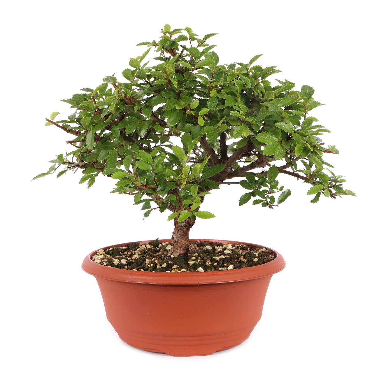 Ulmus japonica