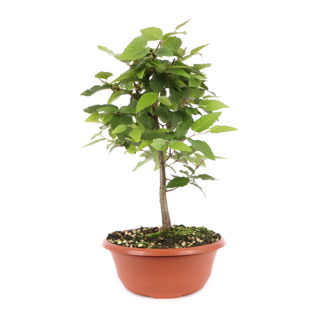 Carpinus turczaninowii