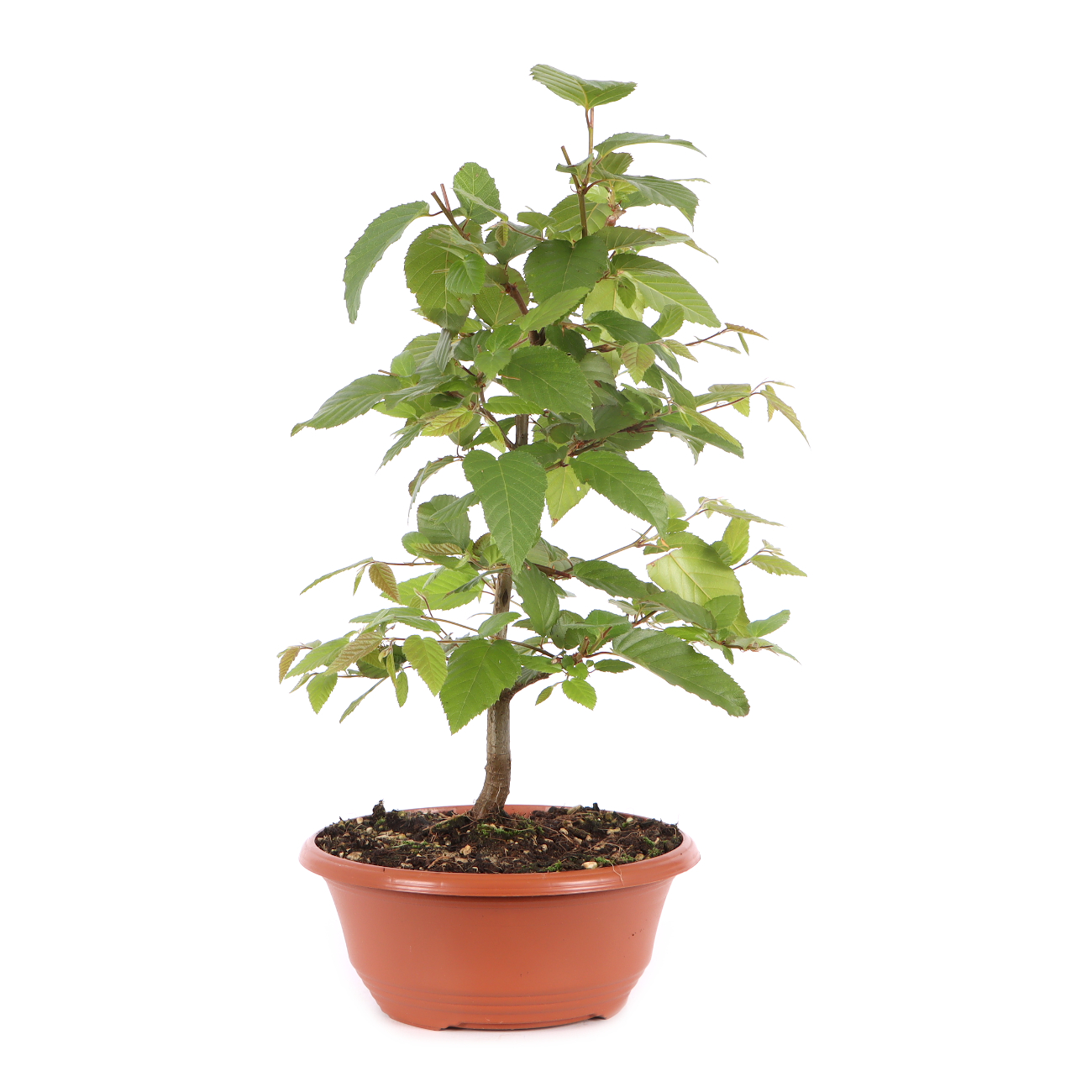 Carpinus turczaninowii