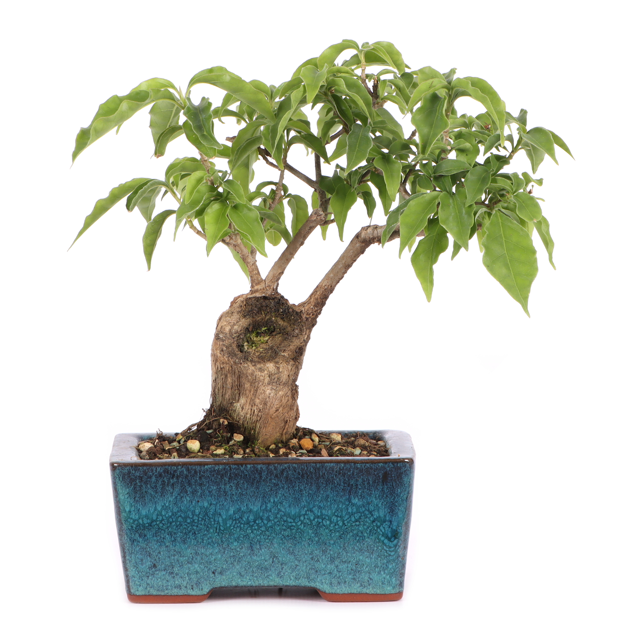 Bougainvillea glabra