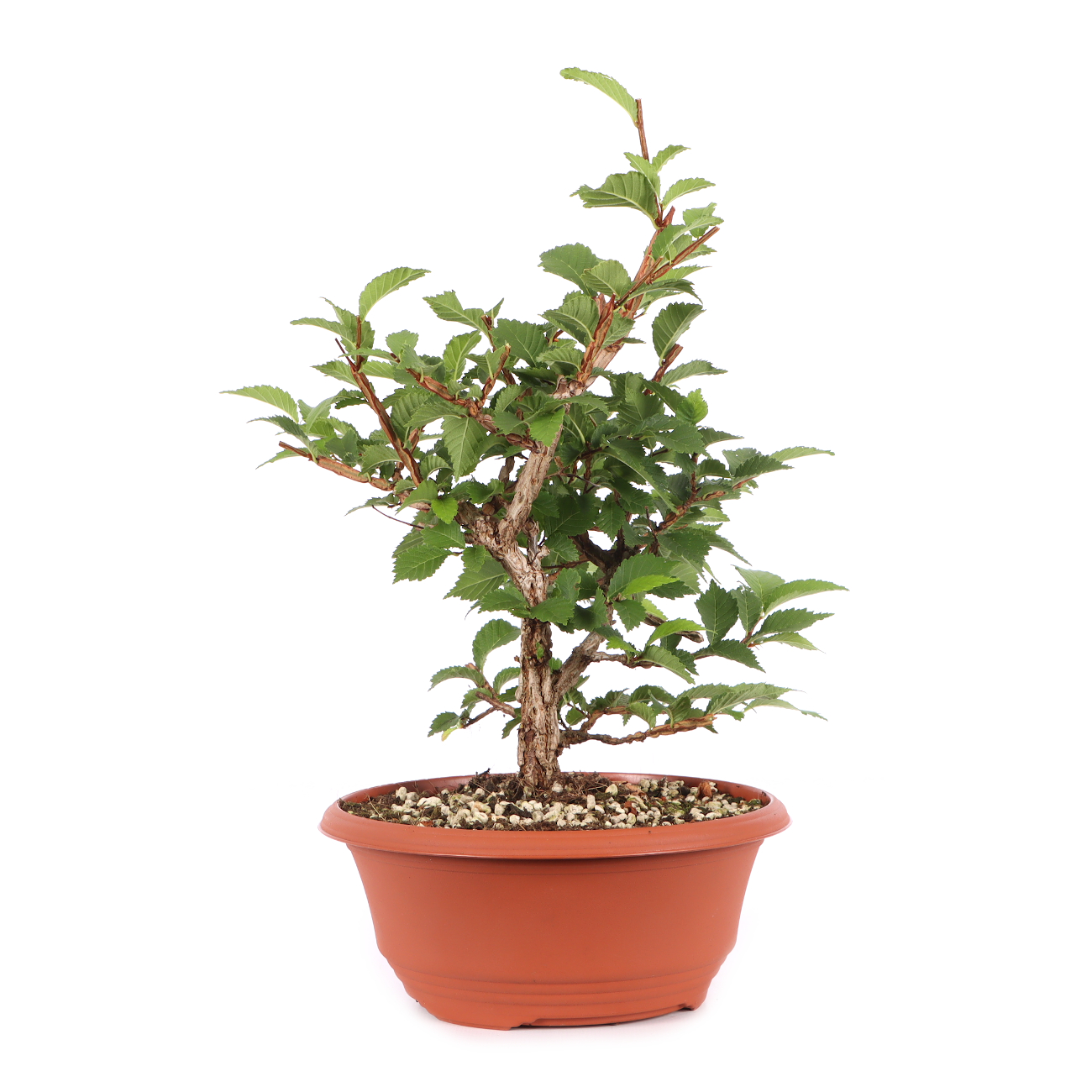Ulmus minor var.