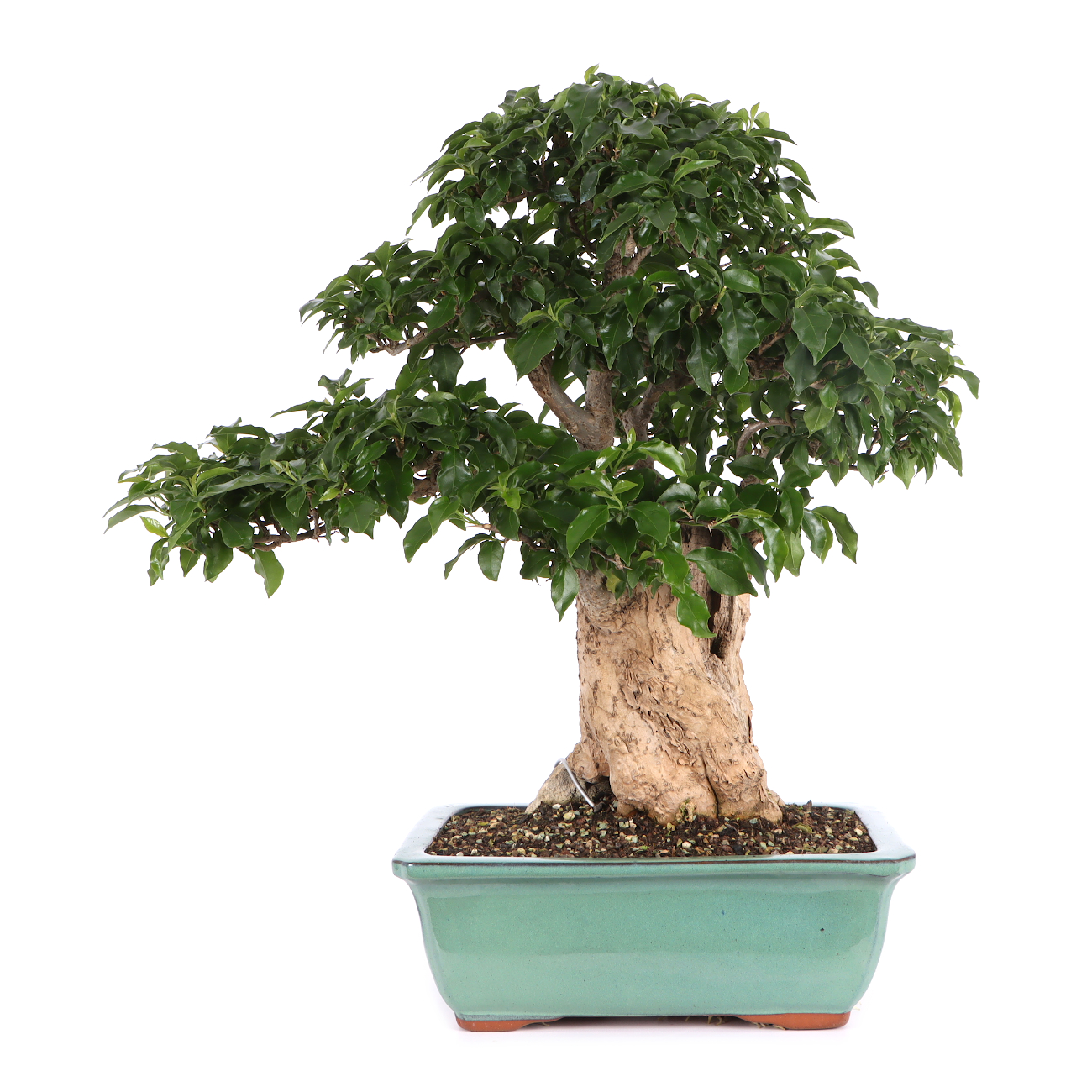 Bougainvillea glabra