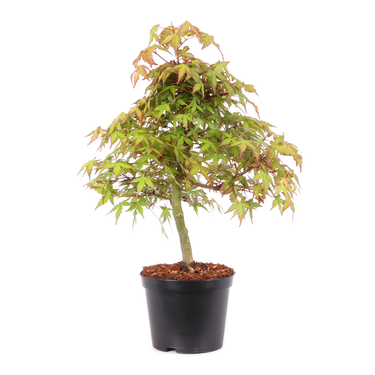 Acer palmatum