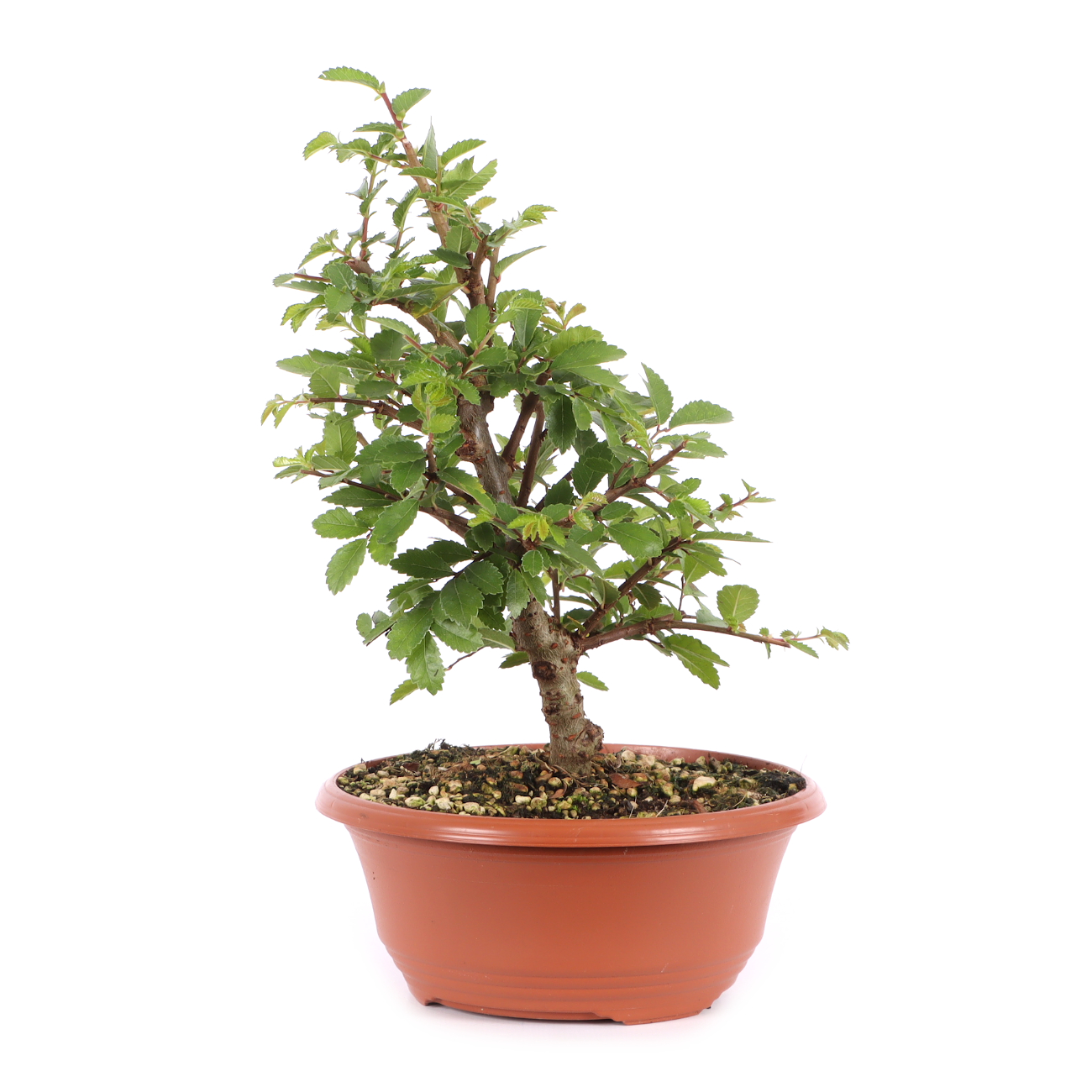 Ulmus japonica