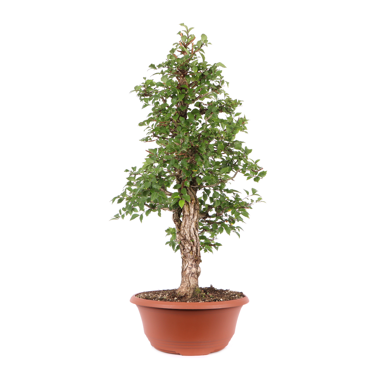 Seitenansicht rechts