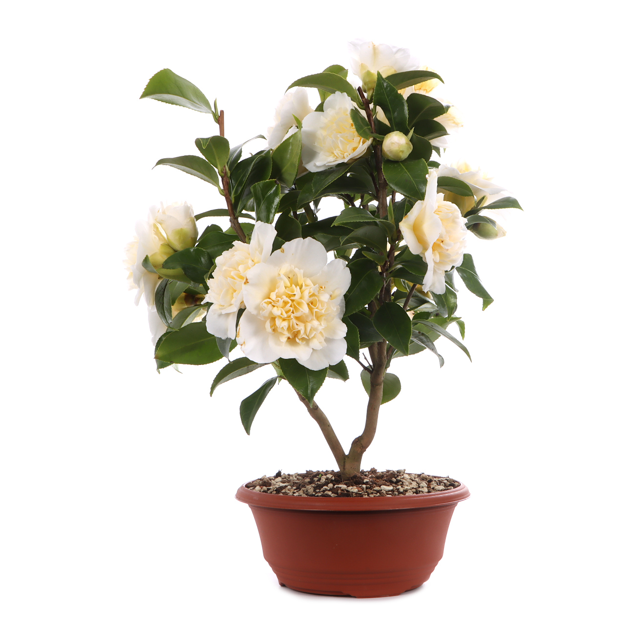 Camellia japonica 'Nobilissima'