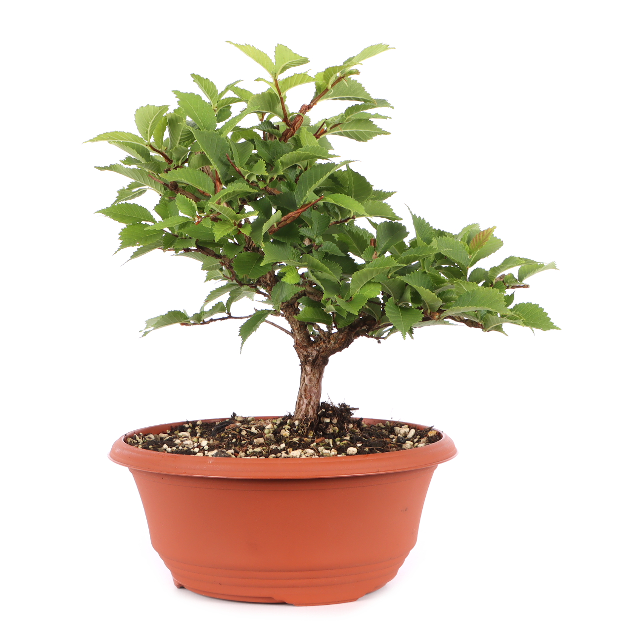Ulmus minor var.