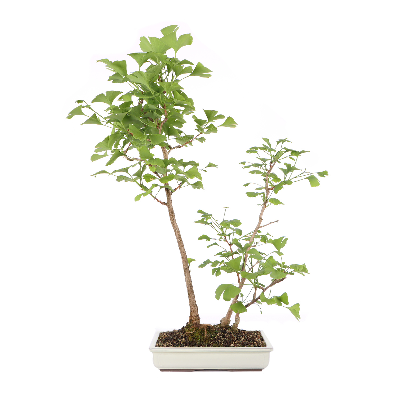 Ginkgo biloba