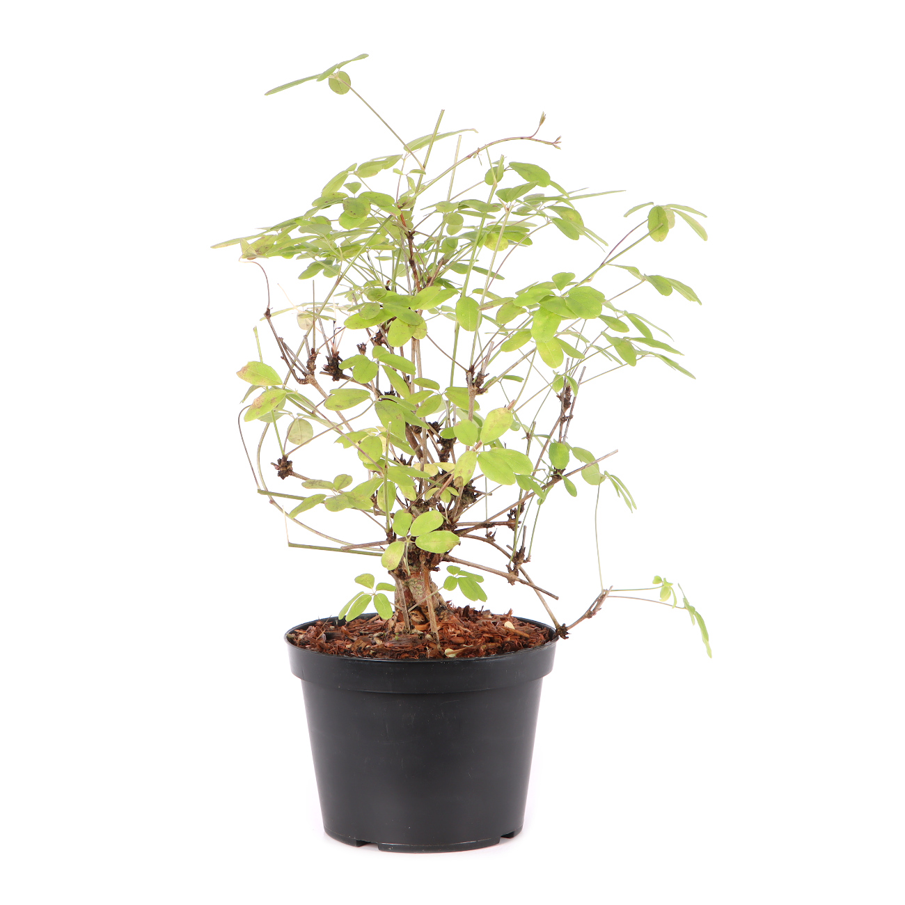 Akebia quinata