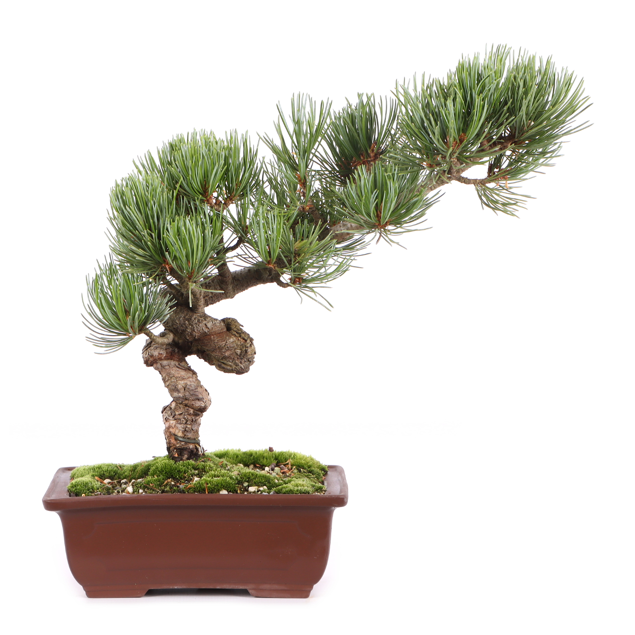 Pinus parviflora 'Glauca'