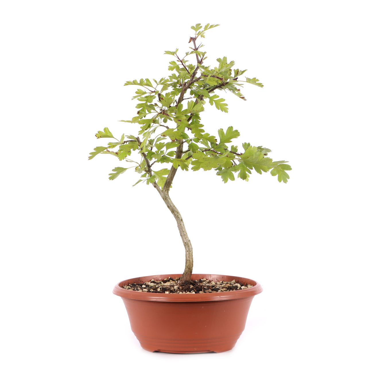 Crataegus monogyna
