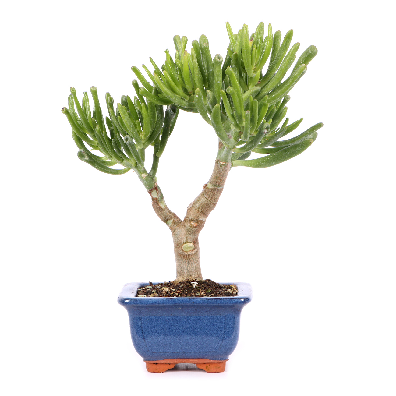 Crassula ovata 'Horn Tree'