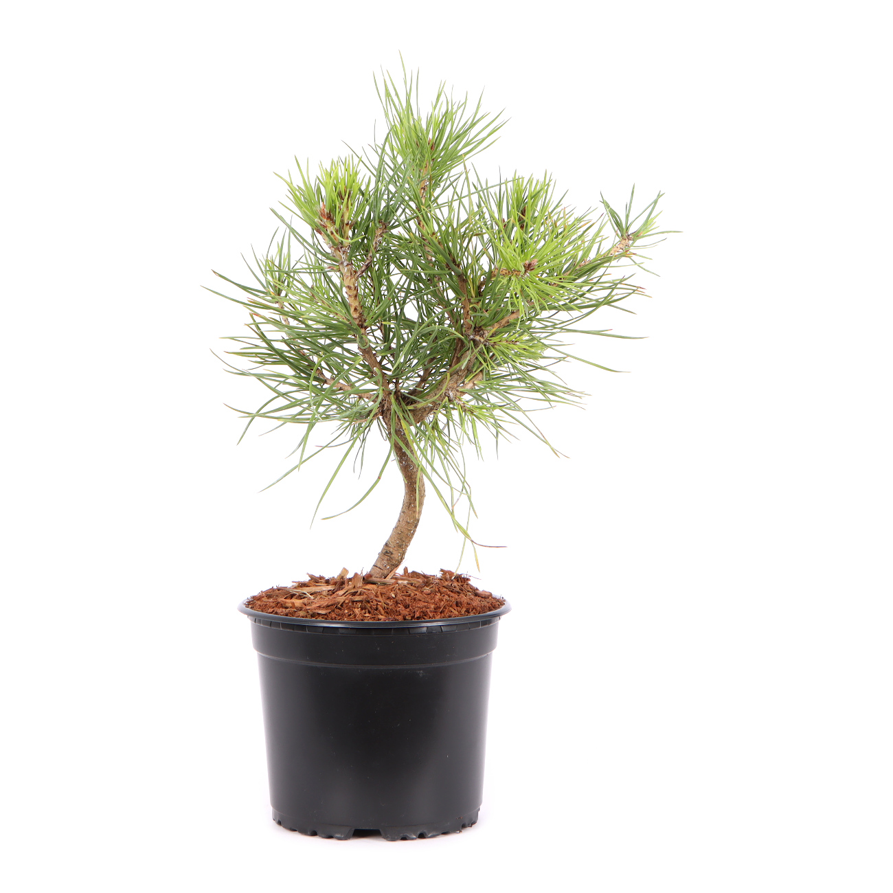 Seitenansicht rechts