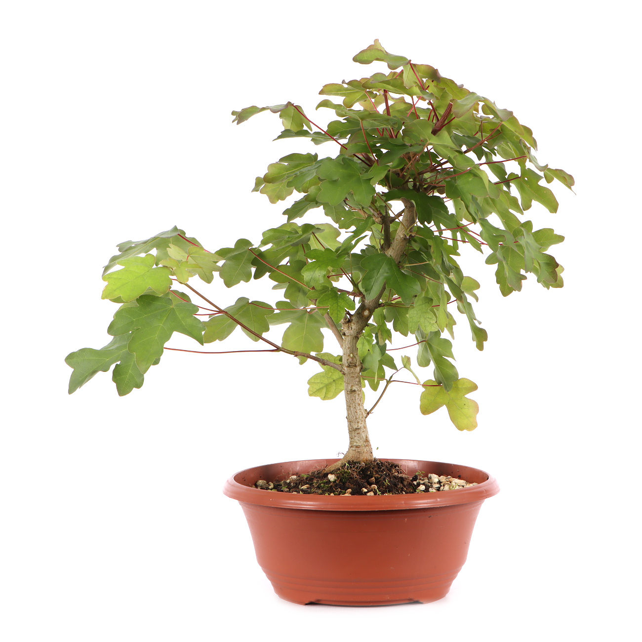 Acer campestre