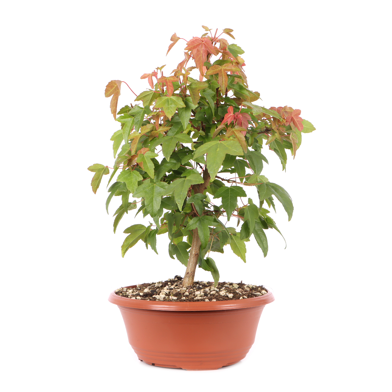 Acer buergerianum