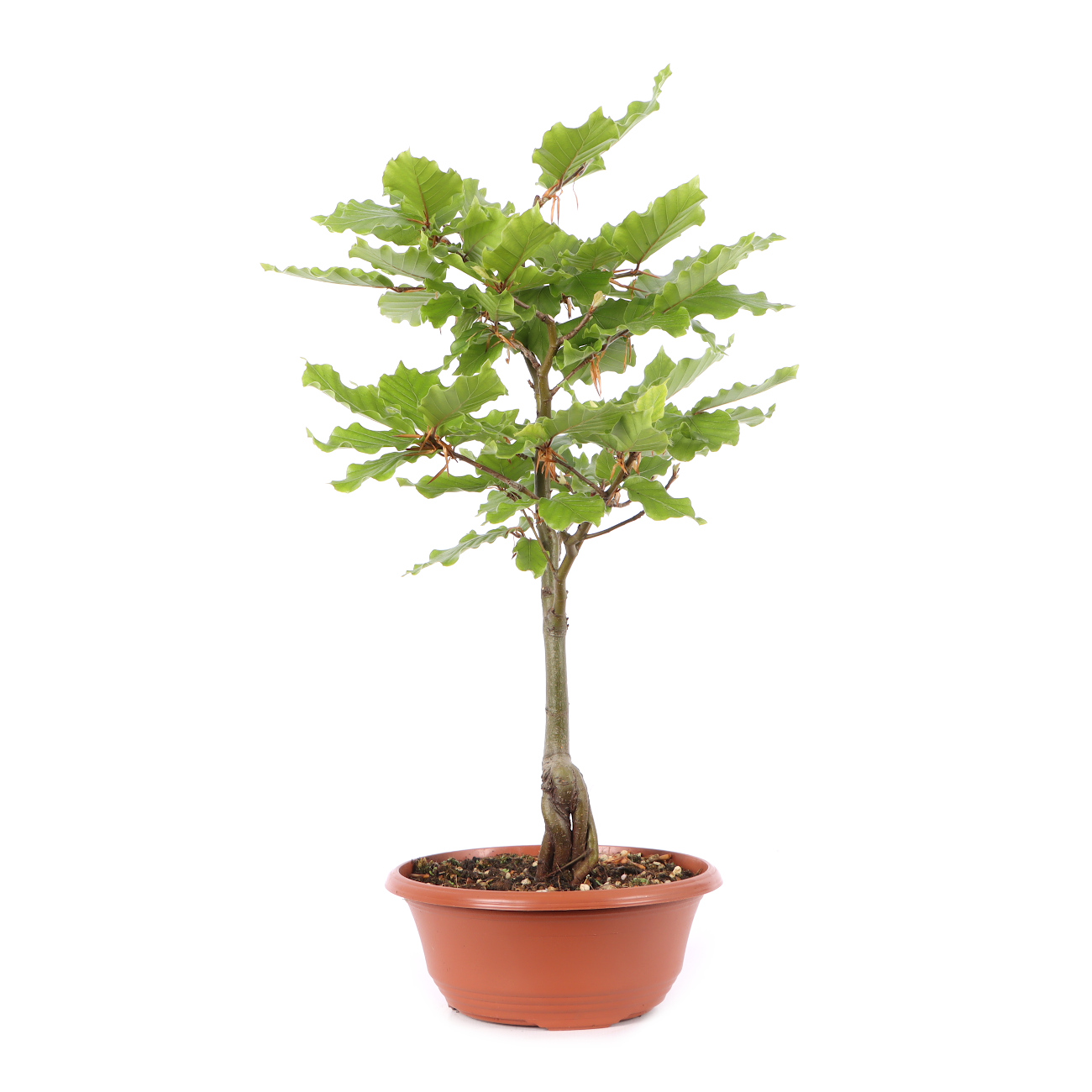 Fagus sylvatica