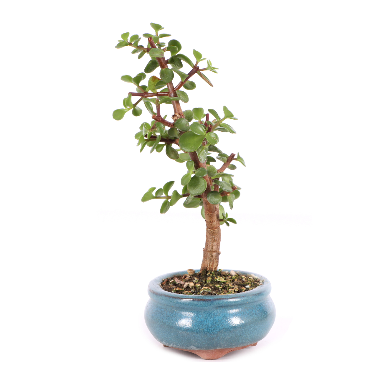 Portulacaria afra