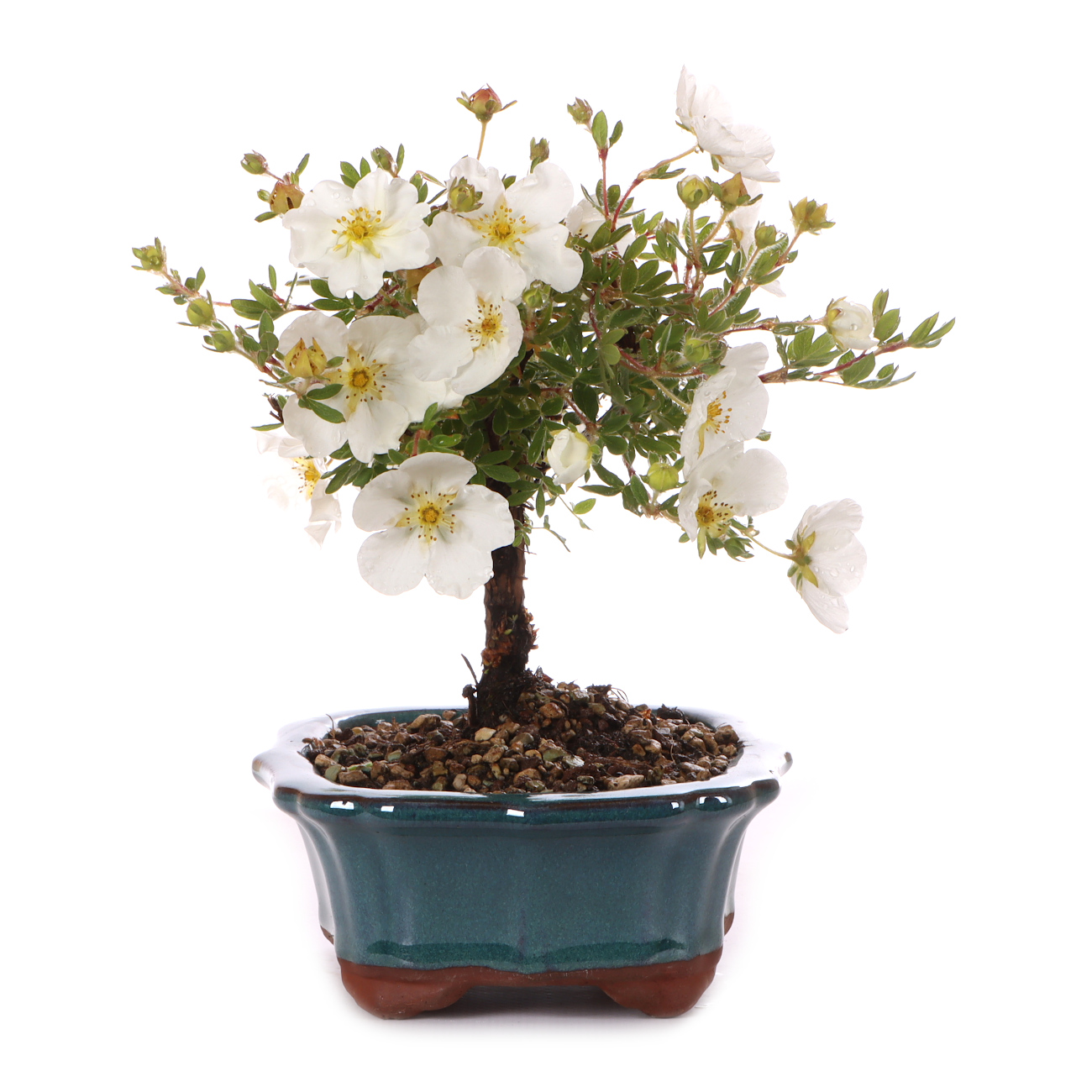 Potentilla fruticosa 'Abbotswood'