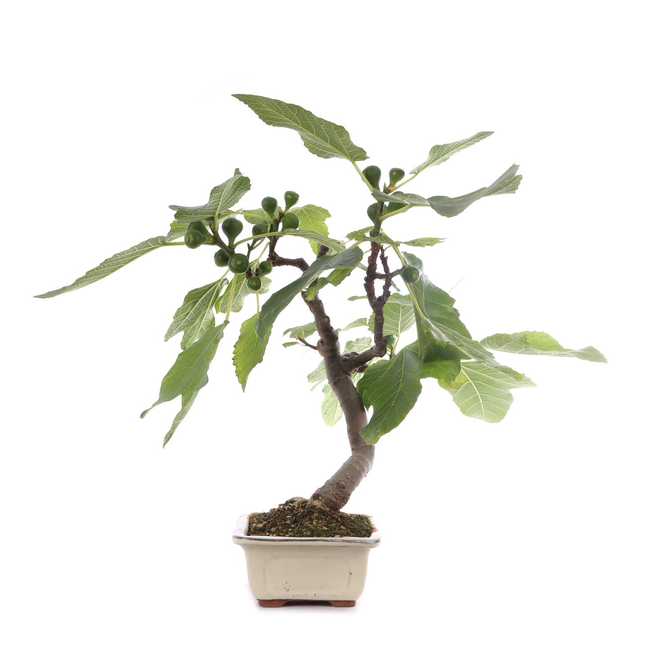 Ficus carica