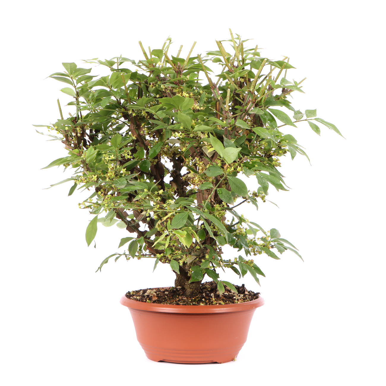 Seitenansicht rechts