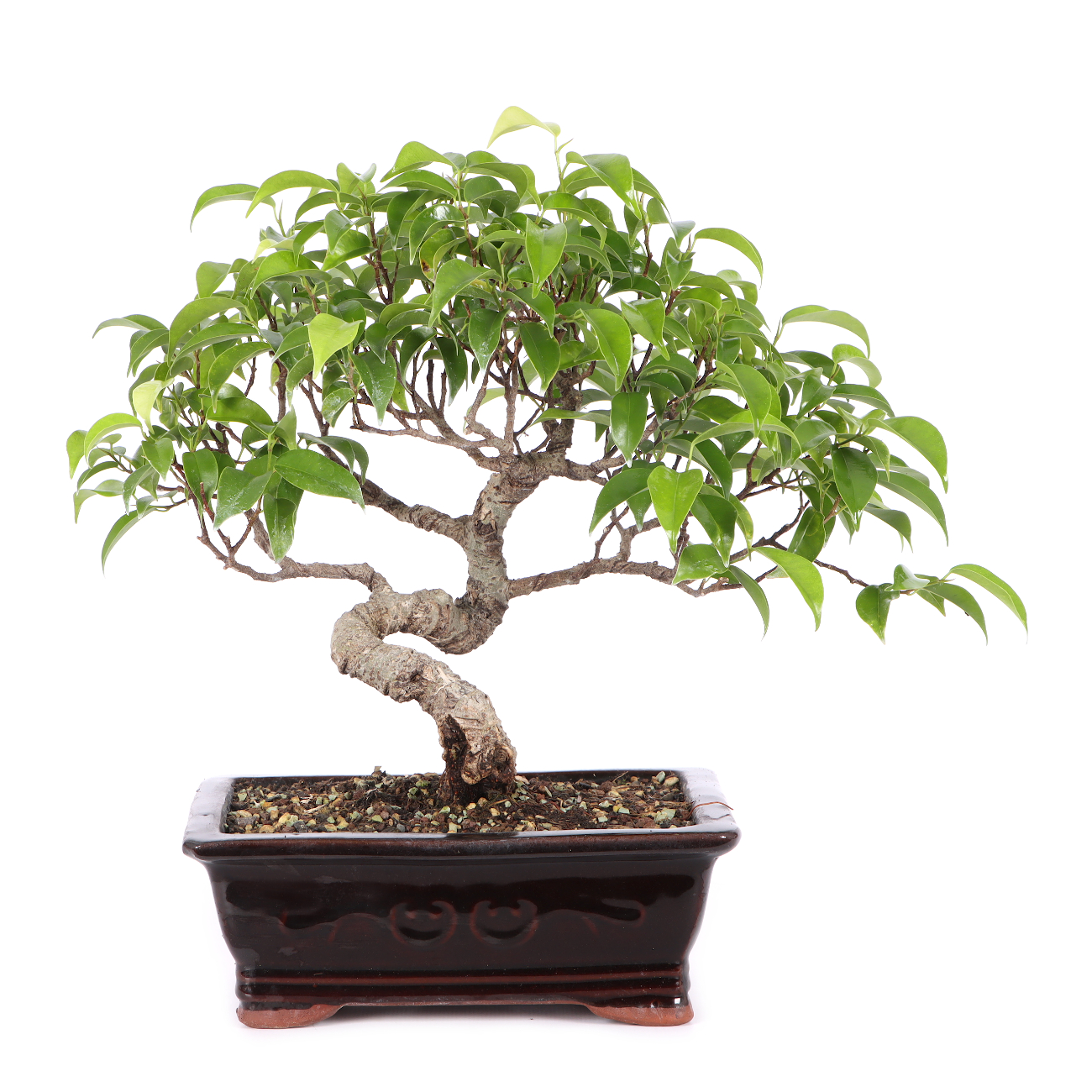 Ficus microcarpa 'Tiger Bark'