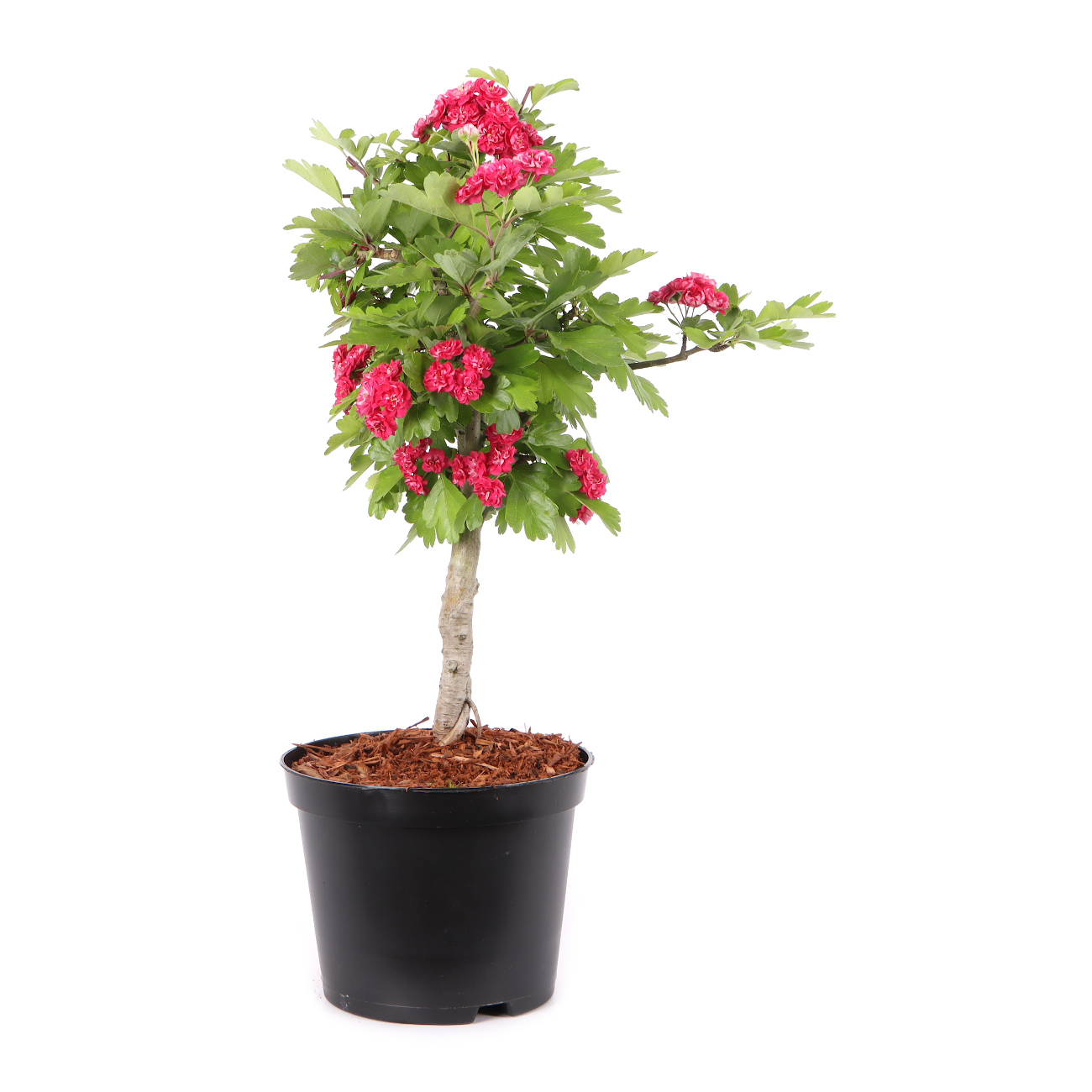 Crataegus laevigata 'Paul's Scarlet'