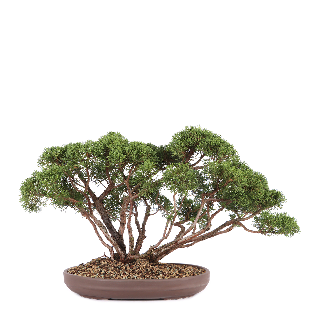 Juniperus chinensis