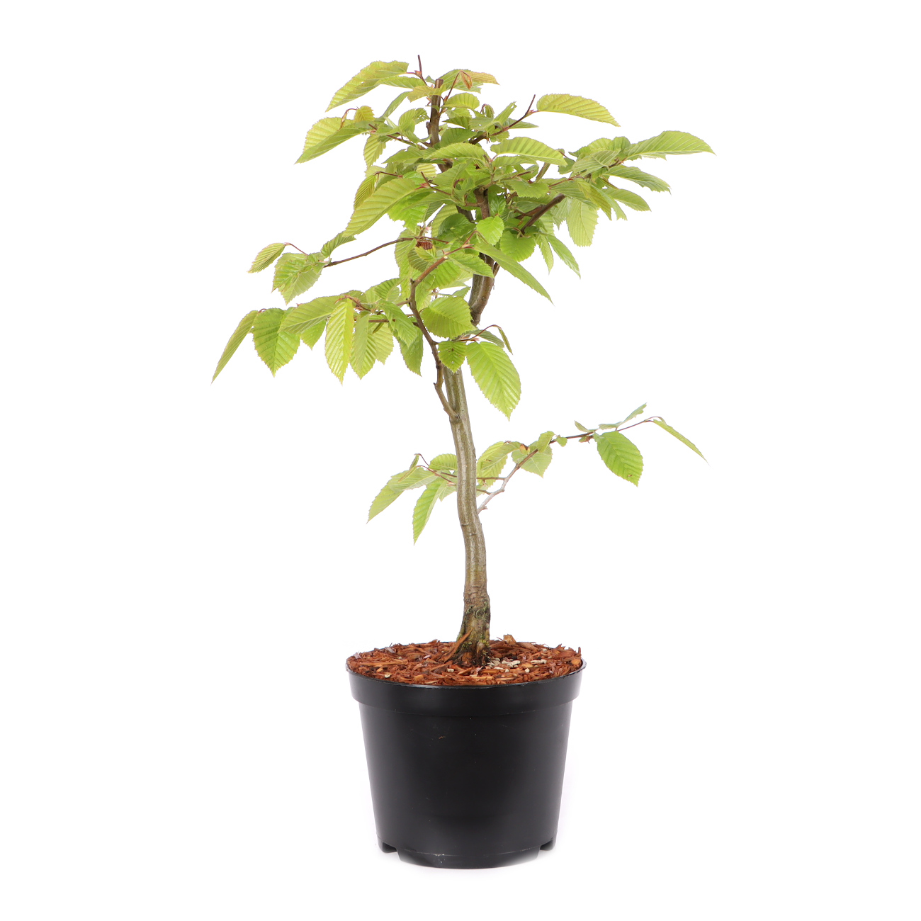 Carpinus betulus