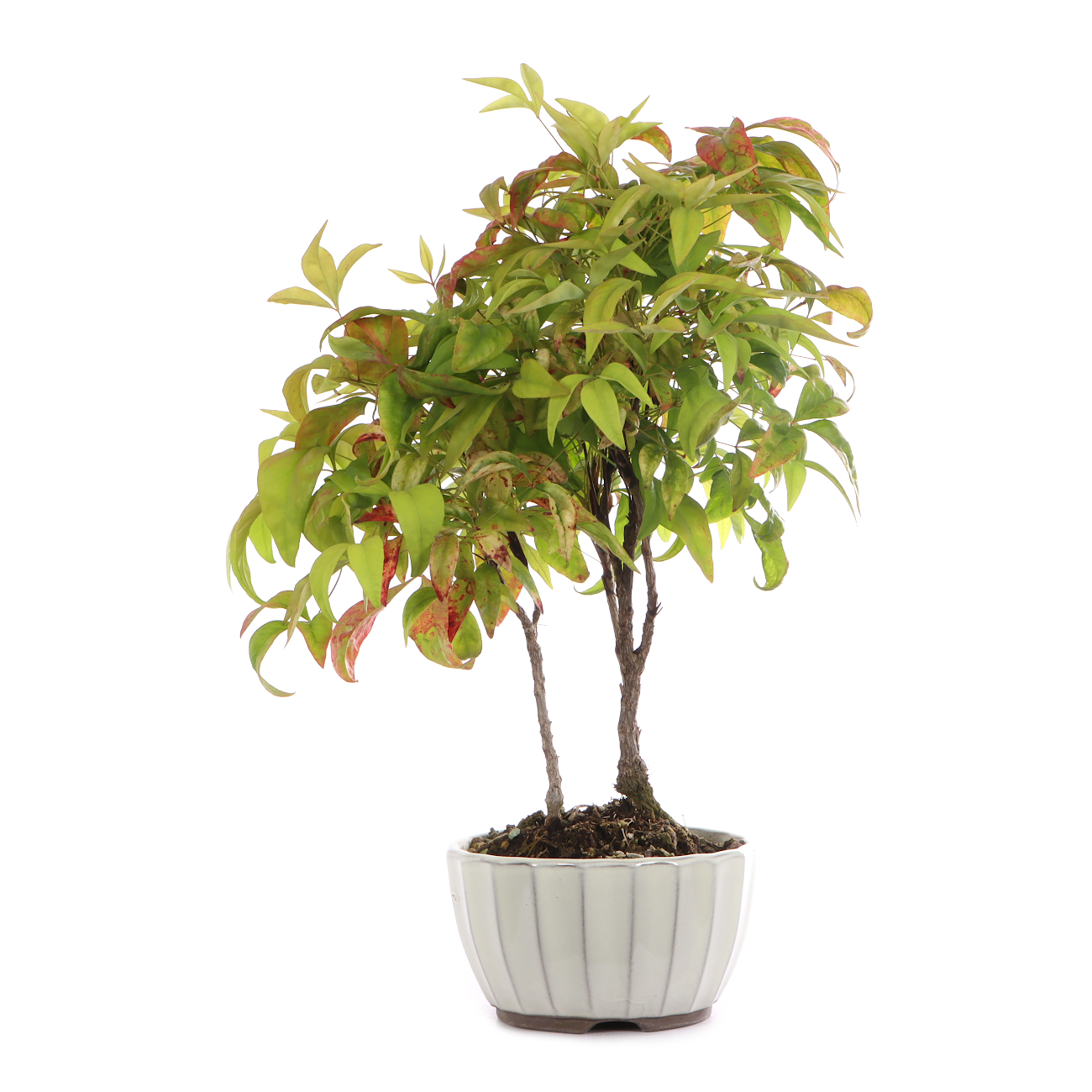 Nandina domestica 'Fire Power'
