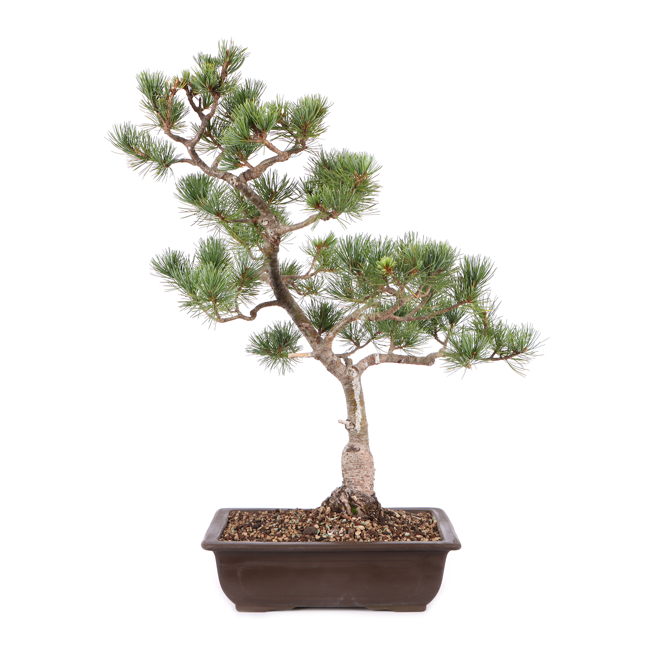 Pinus parviflora 'Glauca'